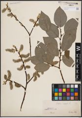 Foto von Salix caprea L.